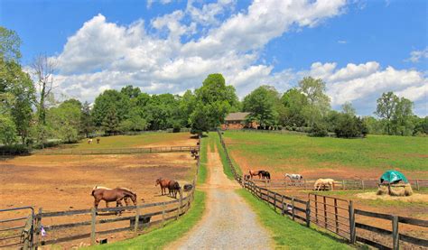 Horse farms near me - Here you will find 18 colts and two geldings. Most are crosses between the Arabian and Berber horse. The center tries to have strong, lively and brave horses. The horses are approximately 150-160 cm (59-63 in) at the …